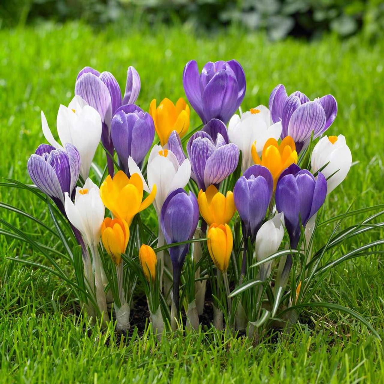 How To Grow And Enjoy Colorful Crocuses - 79