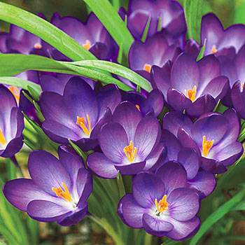 How To Grow And Enjoy Colorful Crocuses - 81