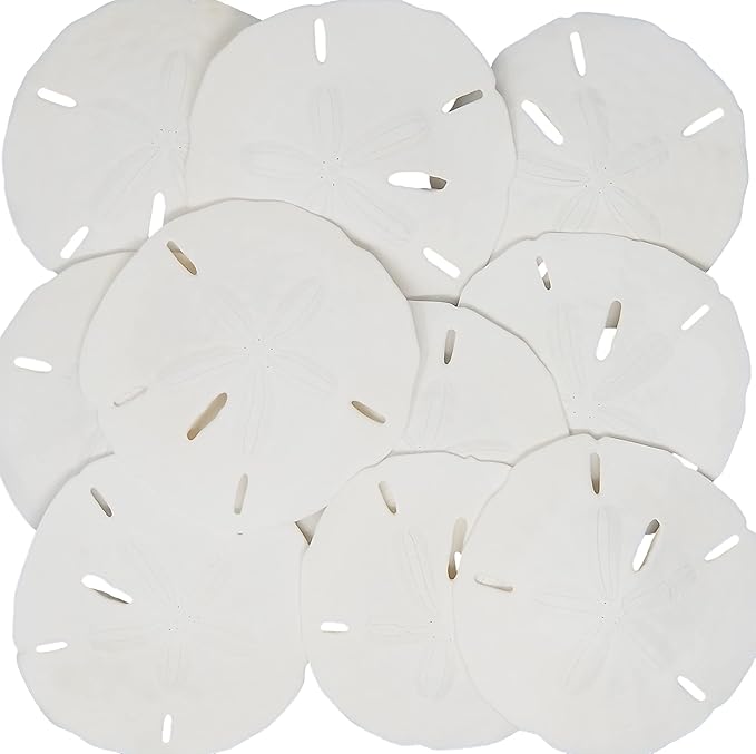 Shop Sand Dollars