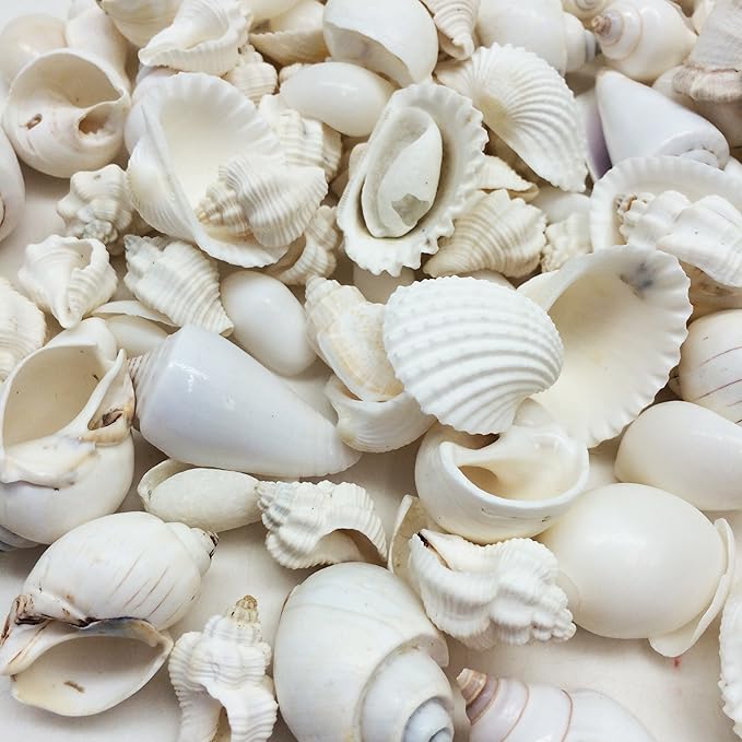 Shop medium-sized seashells