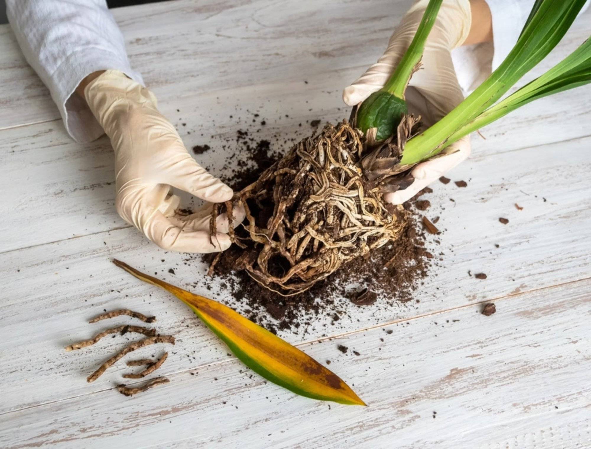 Uncover Root Rot: Signs, Symptoms, And Treatment - 53