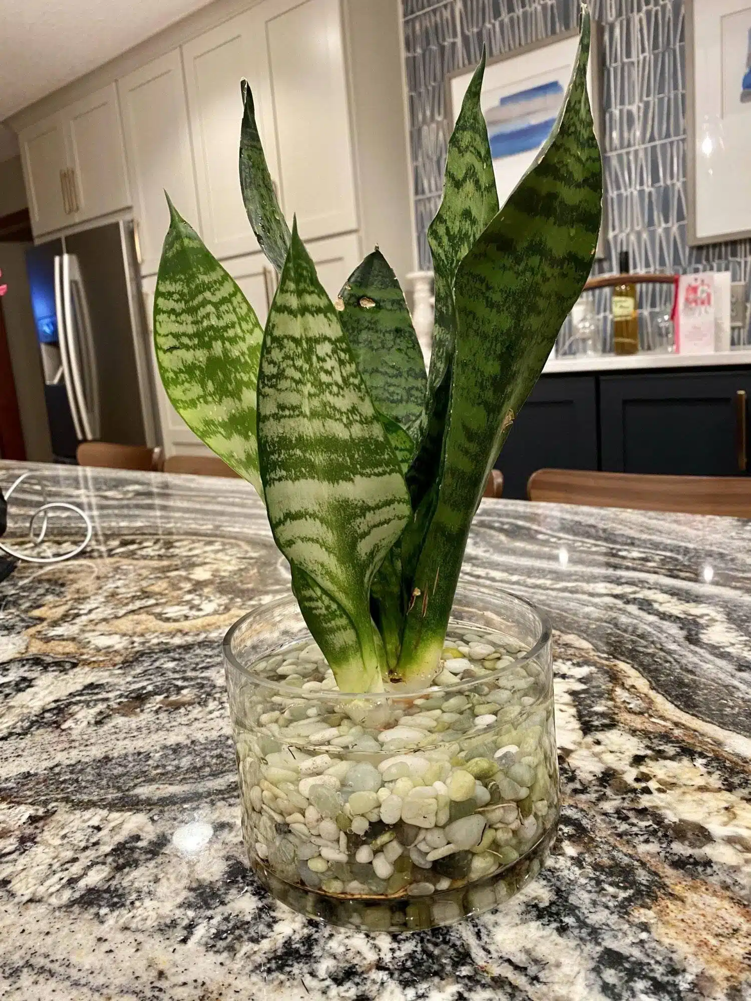 How To Make Mother-In-Law’s Tongue Grow And Bloom Beautifully - 64 How To Make Mother-In-Law’s Tongue Grow And Bloom Beautifully - 63