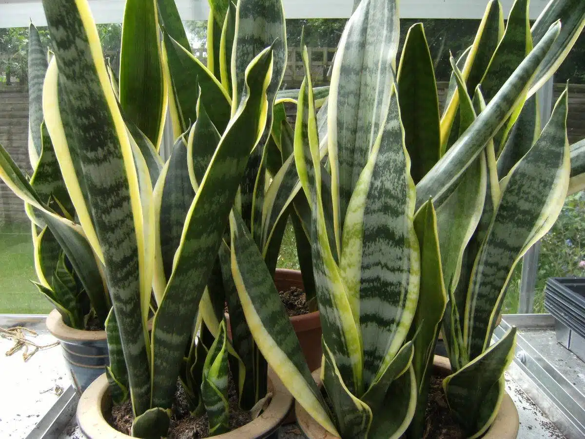 How To Make Mother-In-Law’s Tongue Grow And Bloom Beautifully - 66 How To Make Mother-In-Law’s Tongue Grow And Bloom Beautifully - 65