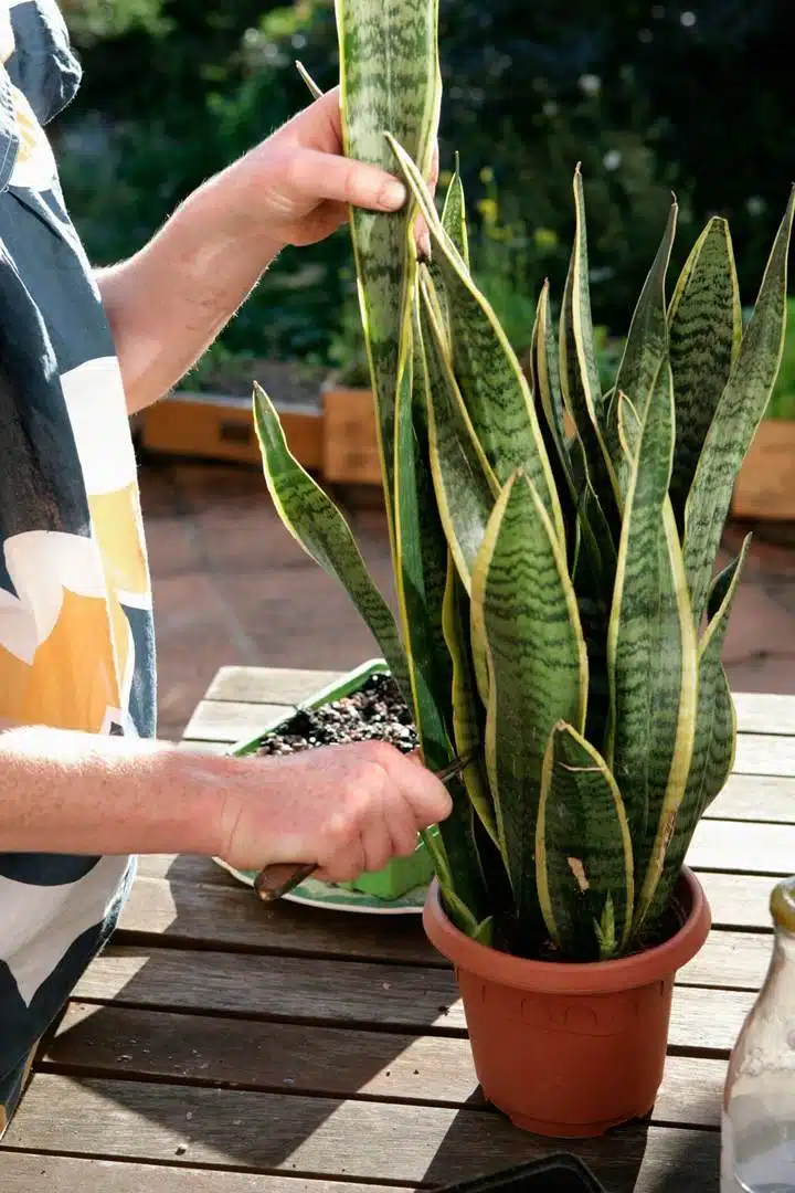 How To Make Mother-In-Law’s Tongue Grow And Bloom Beautifully - 68 How To Make Mother-In-Law’s Tongue Grow And Bloom Beautifully - 67