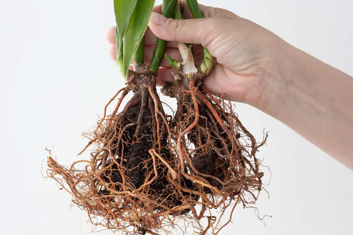 Uncover Root Rot: Signs, Symptoms, And Treatment - 61