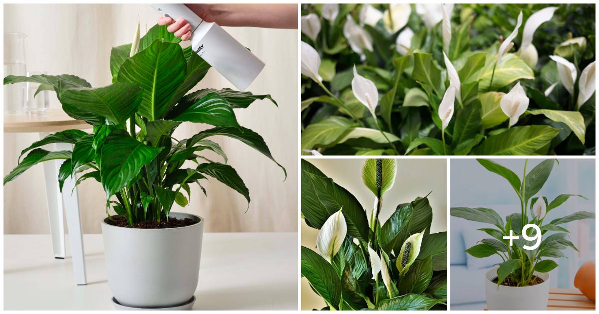 Unveil The Secrets Of Growing Peace Lilies