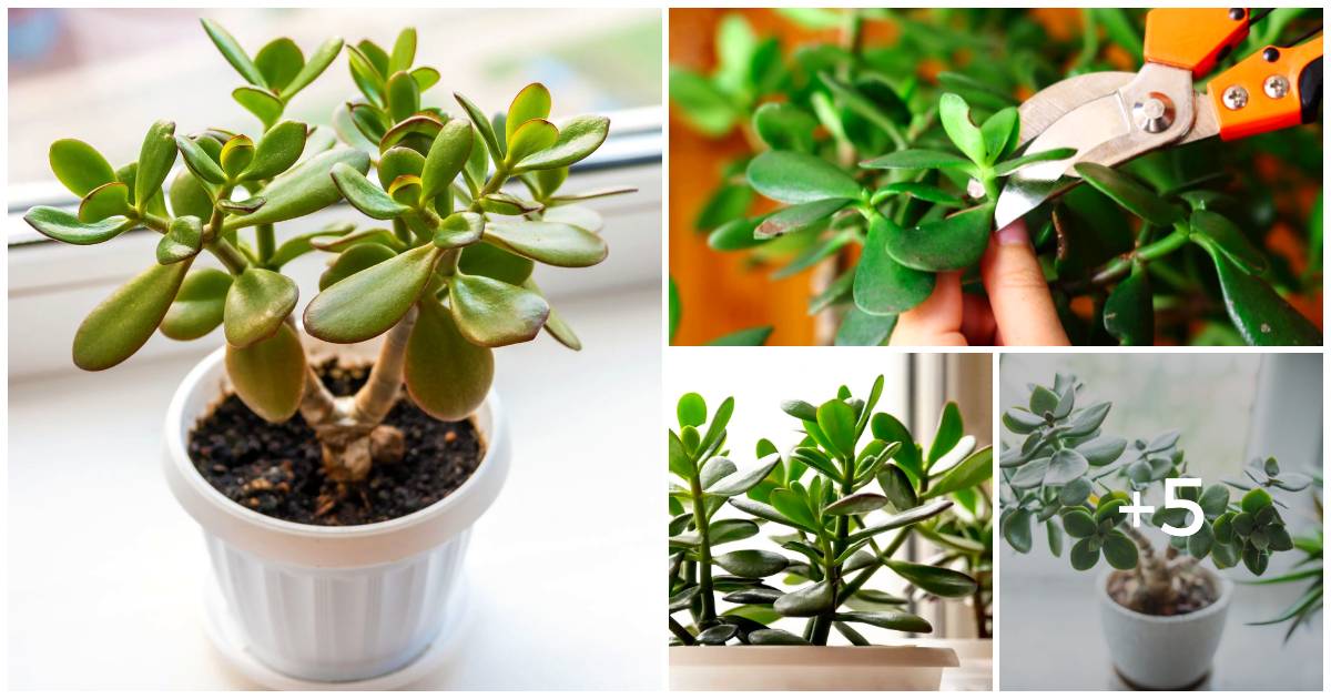 The Art Of Pruning Cultivating A Big And Bushy Jade Plant