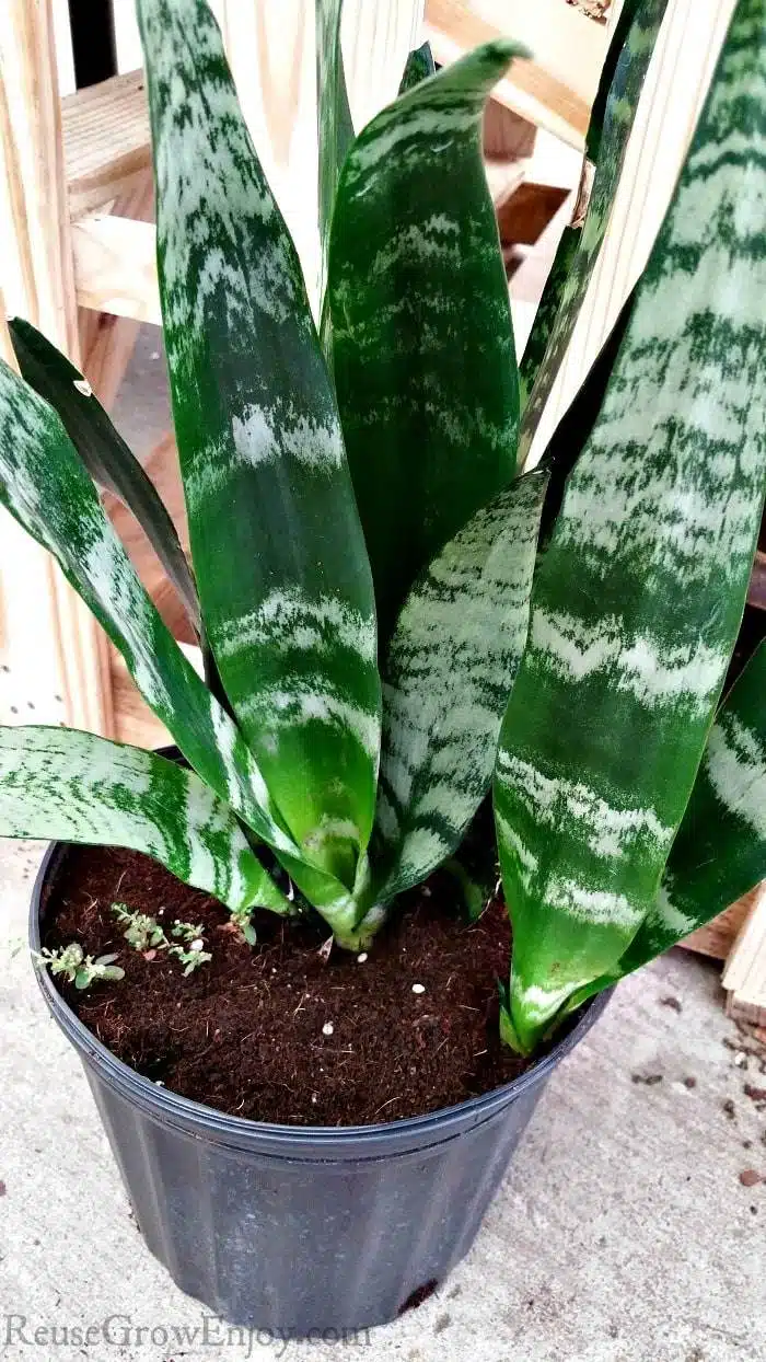 How To Make Mother-In-Law’s Tongue Grow And Bloom Beautifully - 70 How To Make Mother-In-Law’s Tongue Grow And Bloom Beautifully - 69