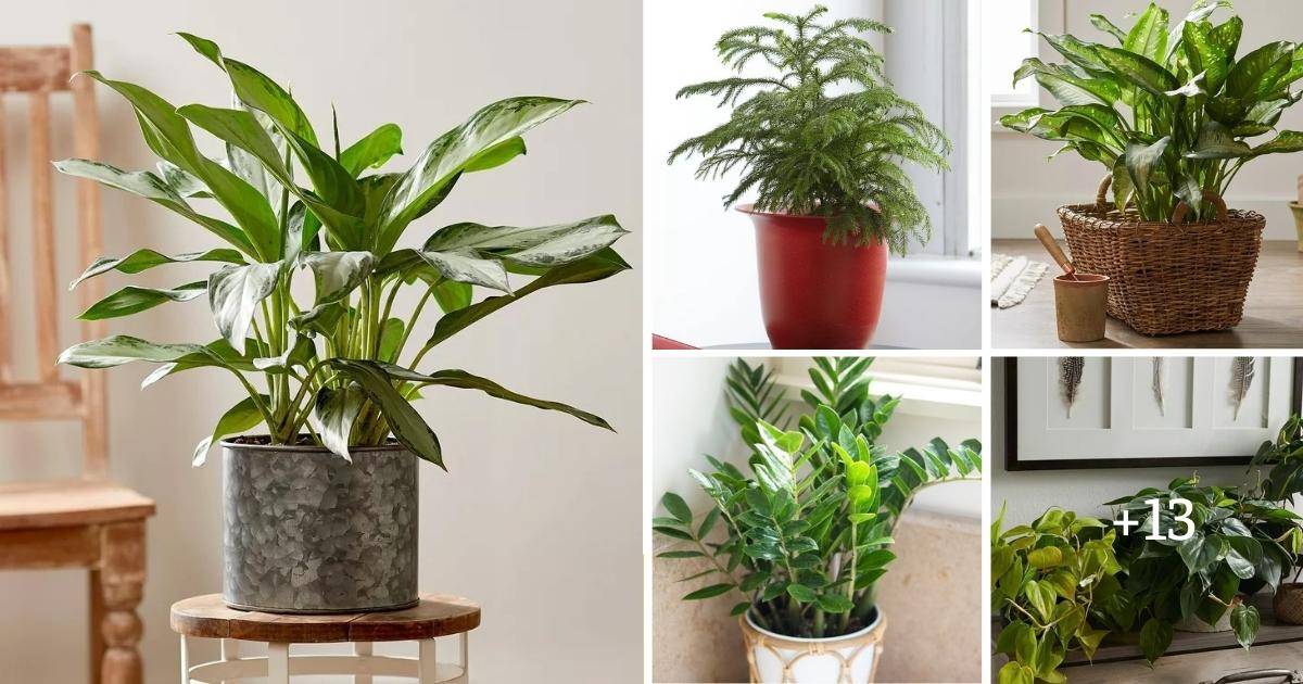 18 Houseplants You Cannot Kill Even If You Tried