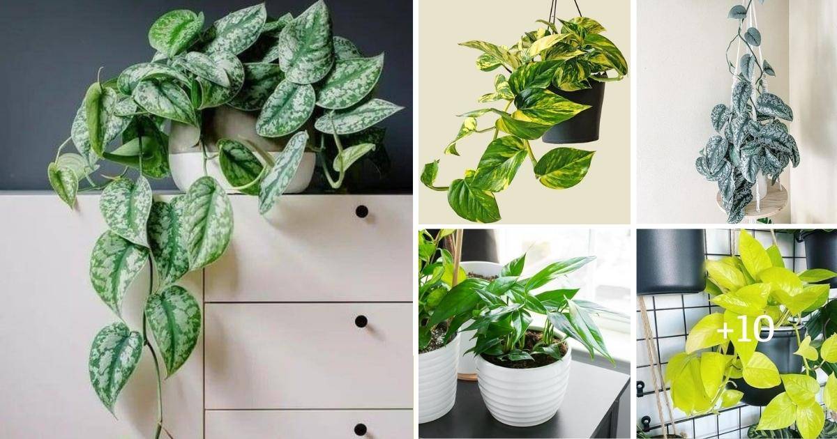 15 Striking Types Of Pothos Plants To Amp Up Your Collection