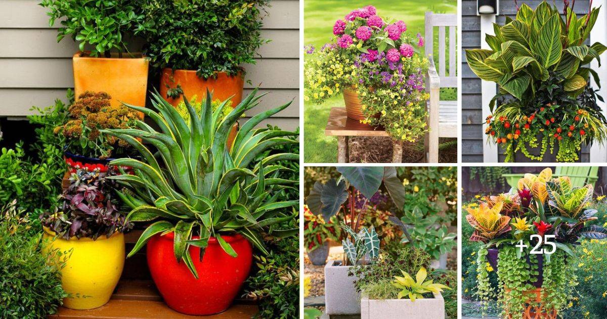 30 Container Gardening Ideas For Stunning Displays