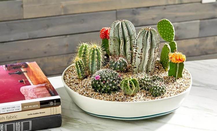 15 Mesmerizing Cactus and Succulent Dish Garden Ideas - 105