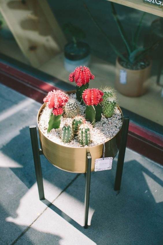 15 Mesmerizing Cactus and Succulent Dish Garden Ideas - 119