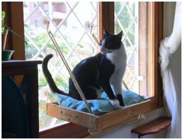 35+ Expert Tips And Secrets To Improve Your Bond With Your Feline Pal