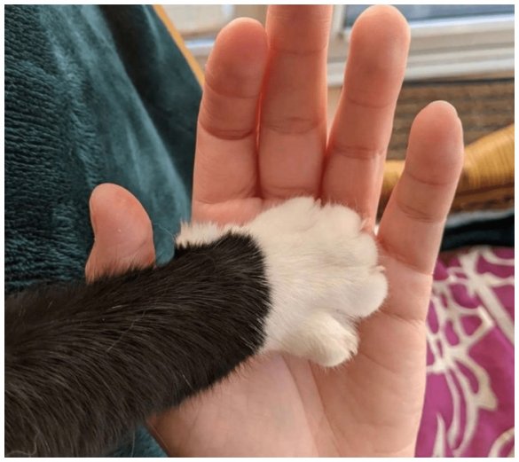 35+ Expert Tips And Secrets To Improve Your Bond With Your Feline Pal