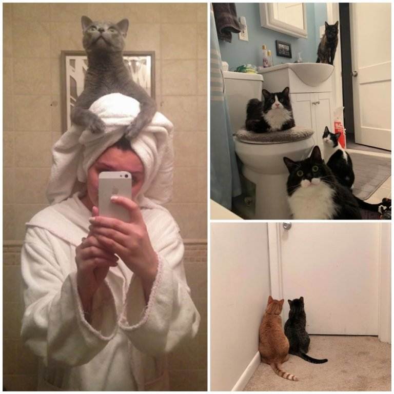 35+ Expert Tips And Secrets To Improve Your Bond With Your Feline Pal