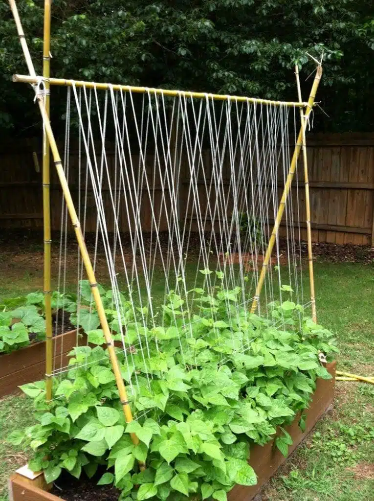 15 DIY Cucumber Trellis Ideas To Maximize Your Garden's Potential - 103