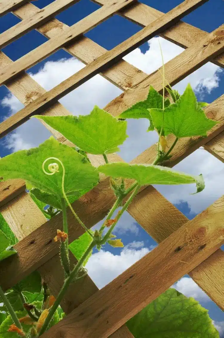 15 DIY Cucumber Trellis Ideas To Maximize Your Garden's Potential - 105