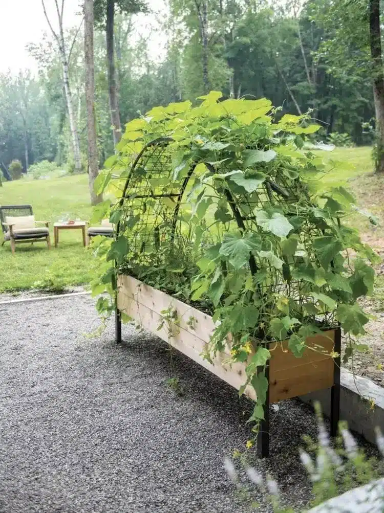 15 DIY Cucumber Trellis Ideas To Maximize Your Garden's Potential - 107