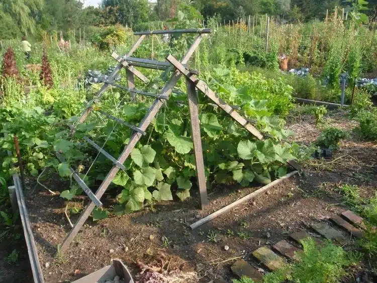 15 DIY Cucumber Trellis Ideas To Maximize Your Garden's Potential - 111