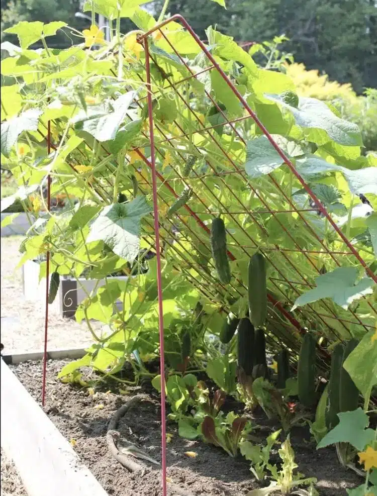 15 DIY Cucumber Trellis Ideas To Maximize Your Garden's Potential - 113