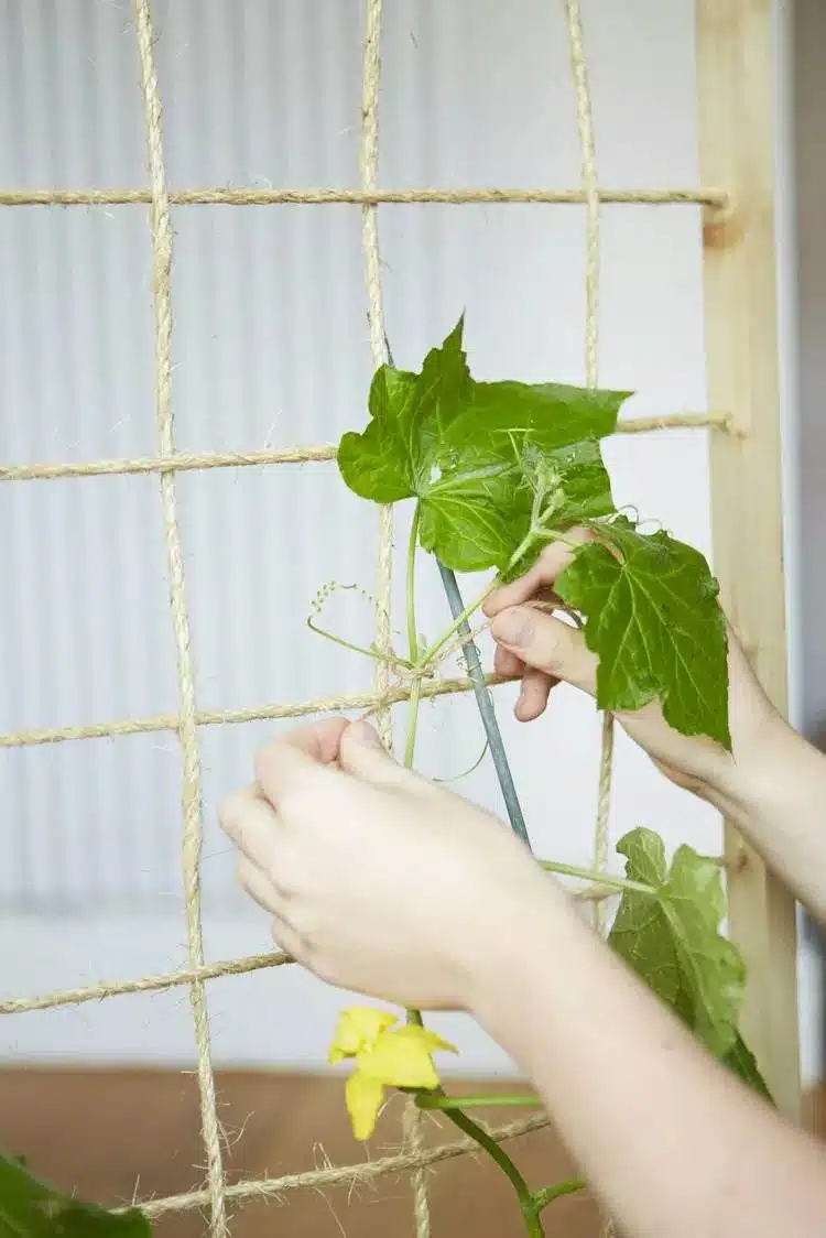 15 DIY Cucumber Trellis Ideas To Maximize Your Garden's Potential - 115