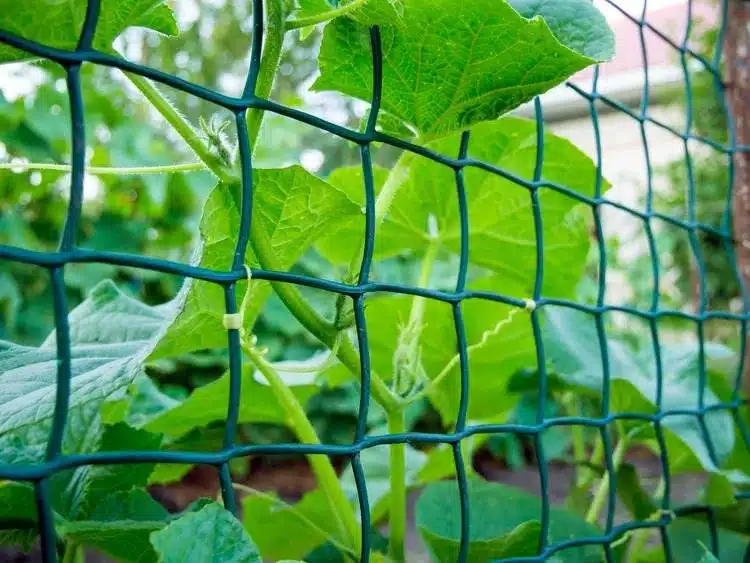 15 DIY Cucumber Trellis Ideas To Maximize Your Garden's Potential - 117