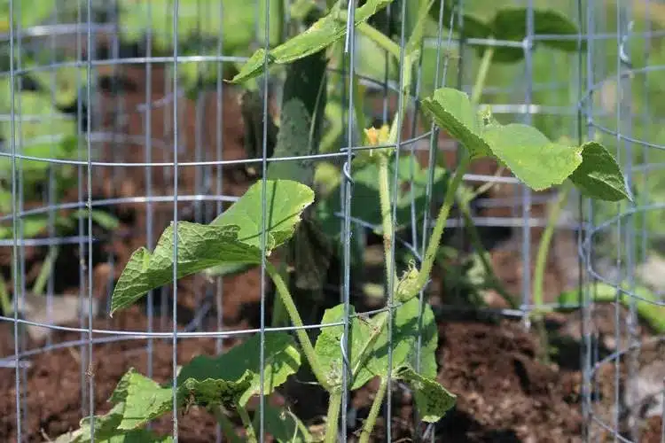 15 DIY Cucumber Trellis Ideas To Maximize Your Garden's Potential - 119