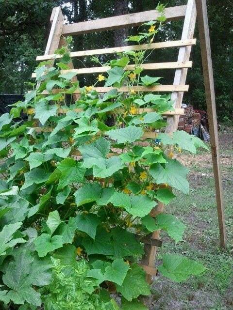 15 DIY Cucumber Trellis Ideas To Maximize Your Garden's Potential - 121