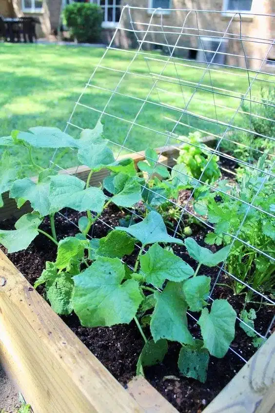 15 DIY Cucumber Trellis Ideas To Maximize Your Garden's Potential - 125