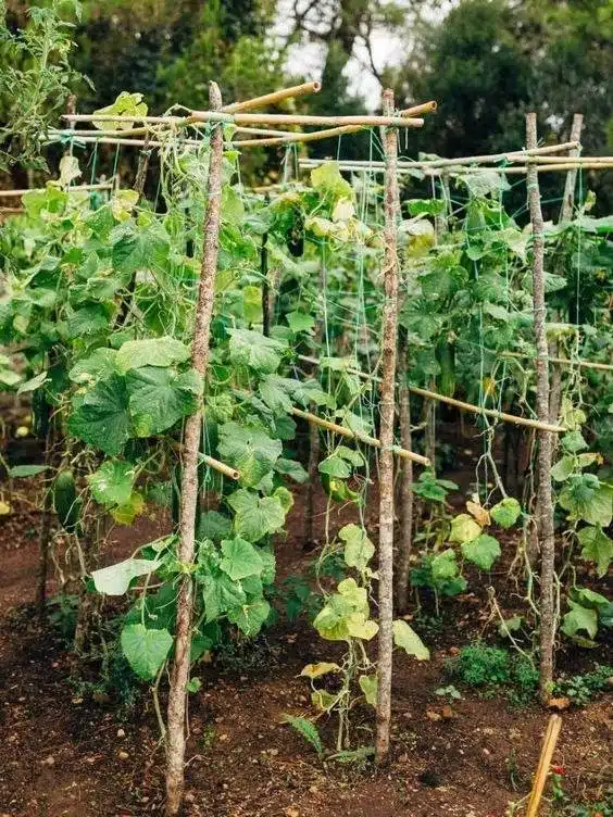 15 DIY Cucumber Trellis Ideas To Maximize Your Garden's Potential - 127