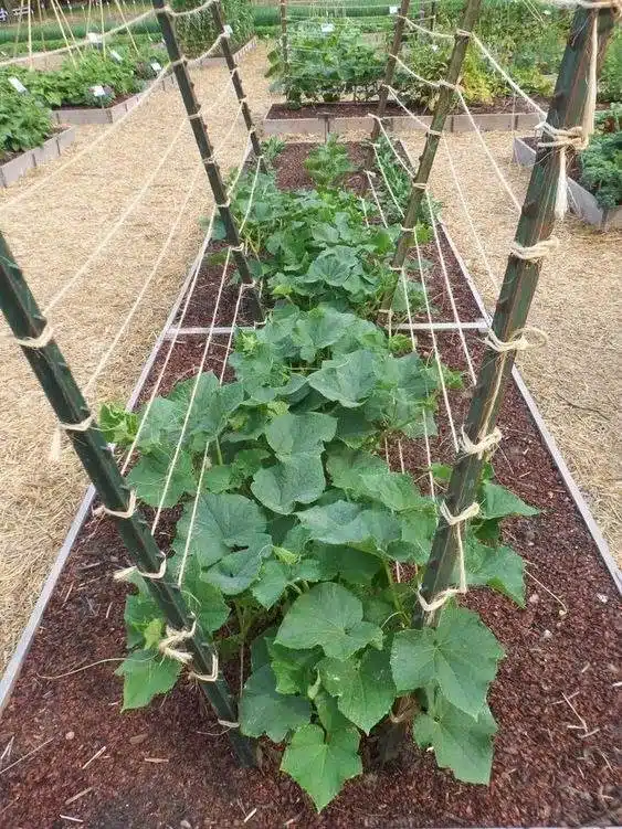 15 DIY Cucumber Trellis Ideas To Maximize Your Garden's Potential - 129