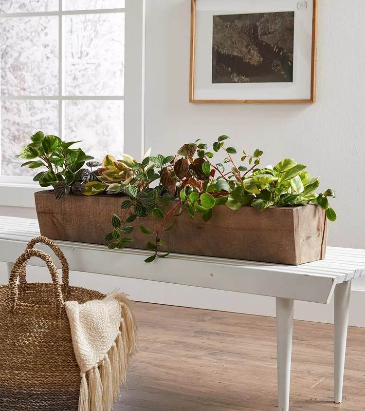 18 Houseplants You Cannot Kill Even If You Tried - 121