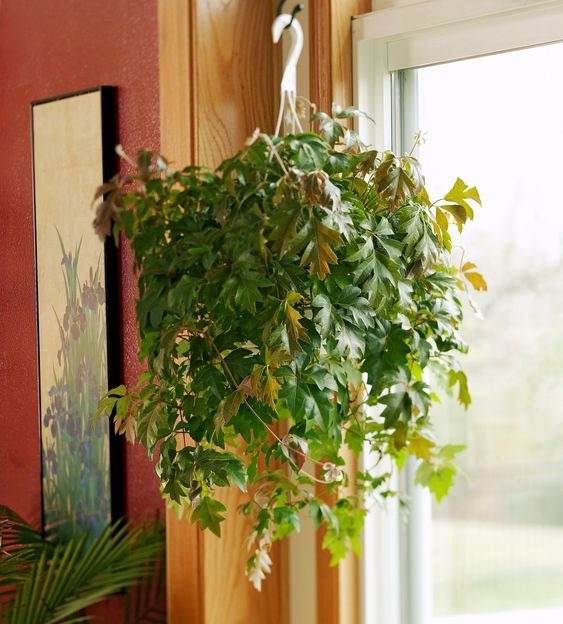 18 Houseplants You Cannot Kill Even If You Tried - 123