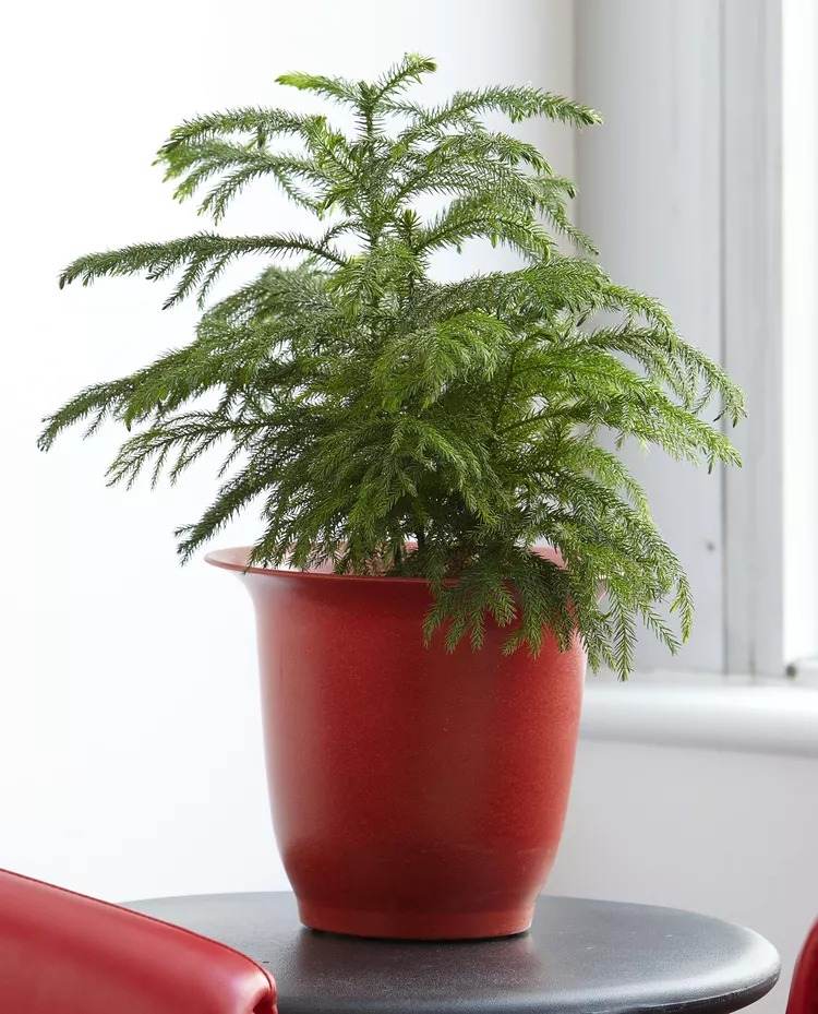 18 Houseplants You Cannot Kill Even If You Tried - 125