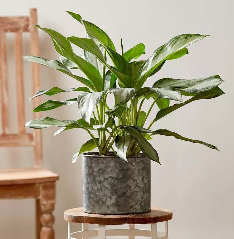 18 Houseplants You Cannot Kill Even If You Tried - 127