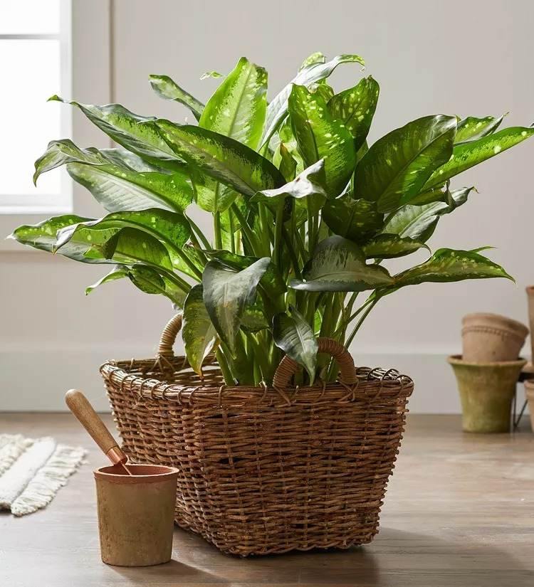 18 Houseplants You Cannot Kill Even If You Tried - 129