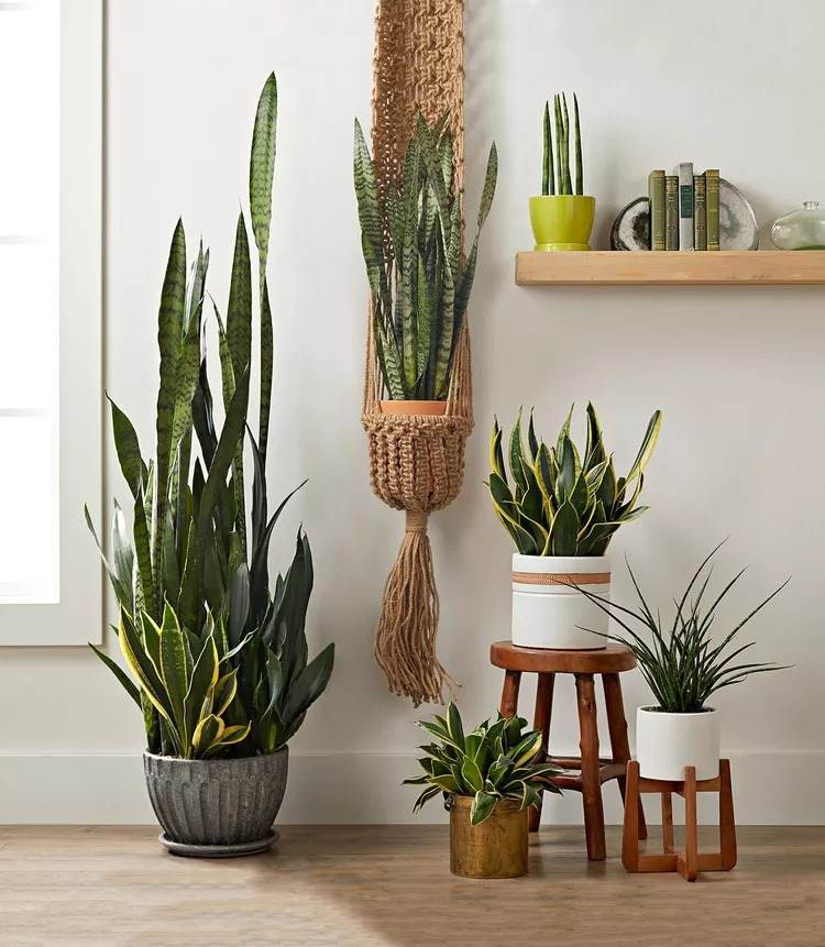 18 Houseplants You Cannot Kill Even If You Tried - 131