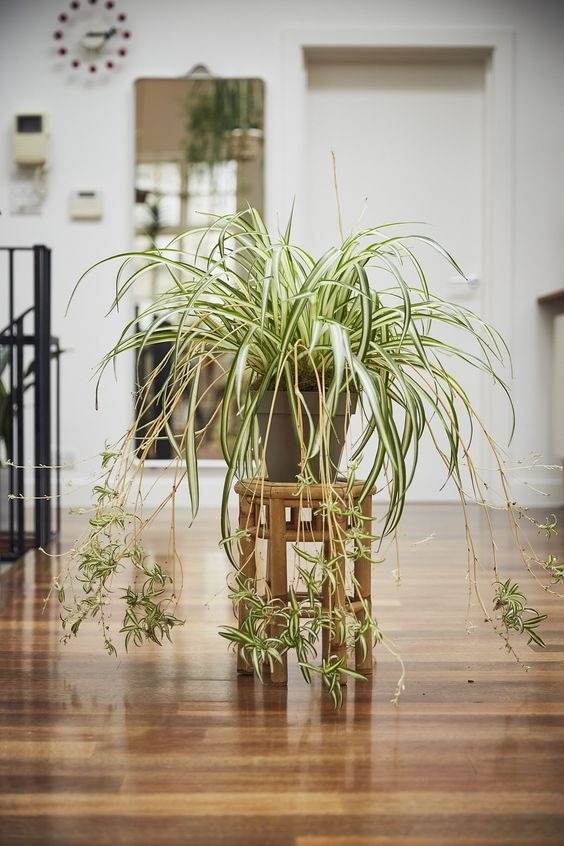 18 Houseplants You Cannot Kill Even If You Tried - 135