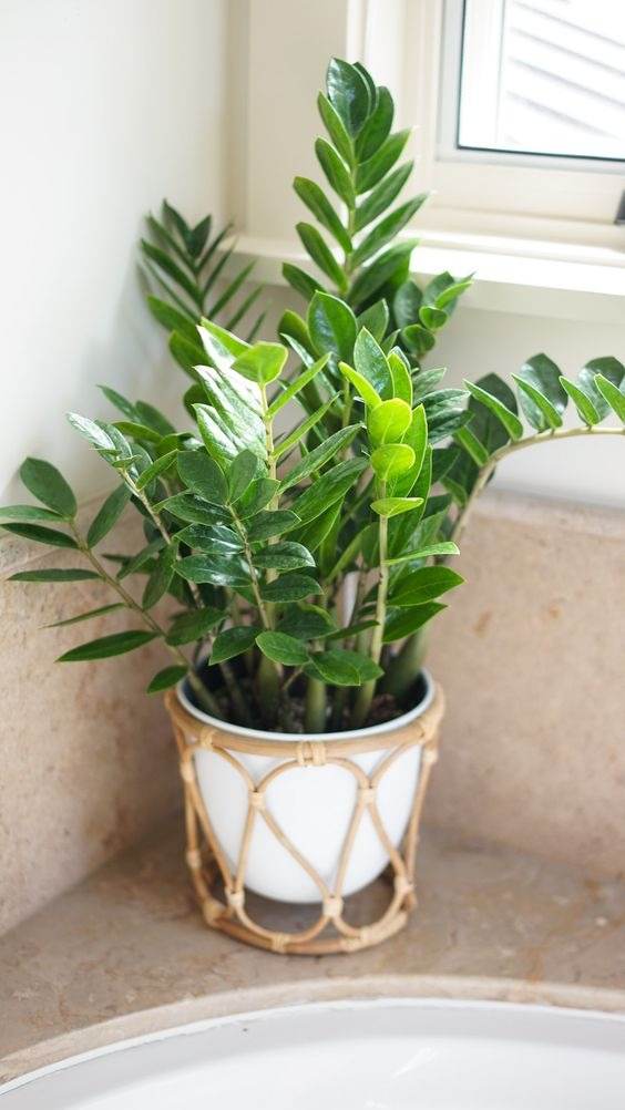 18 Houseplants You Cannot Kill Even If You Tried - 139