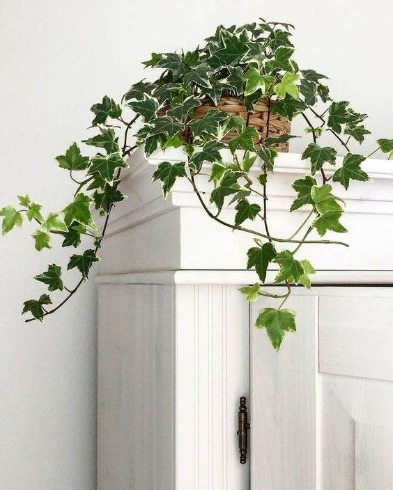 18 Houseplants You Cannot Kill Even If You Tried - 143