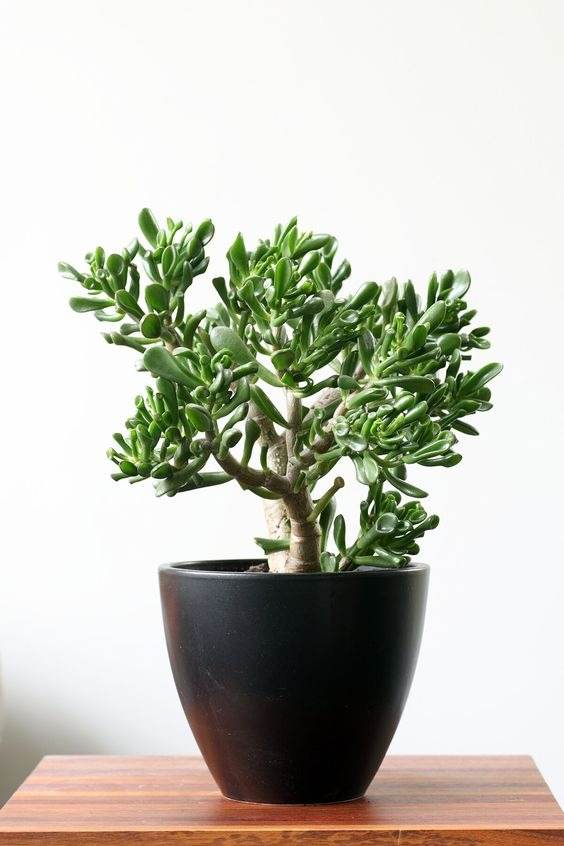 18 Houseplants You Cannot Kill Even If You Tried - 145
