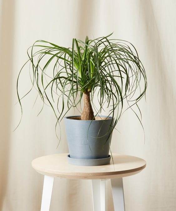 18 Houseplants You Cannot Kill Even If You Tried - 147