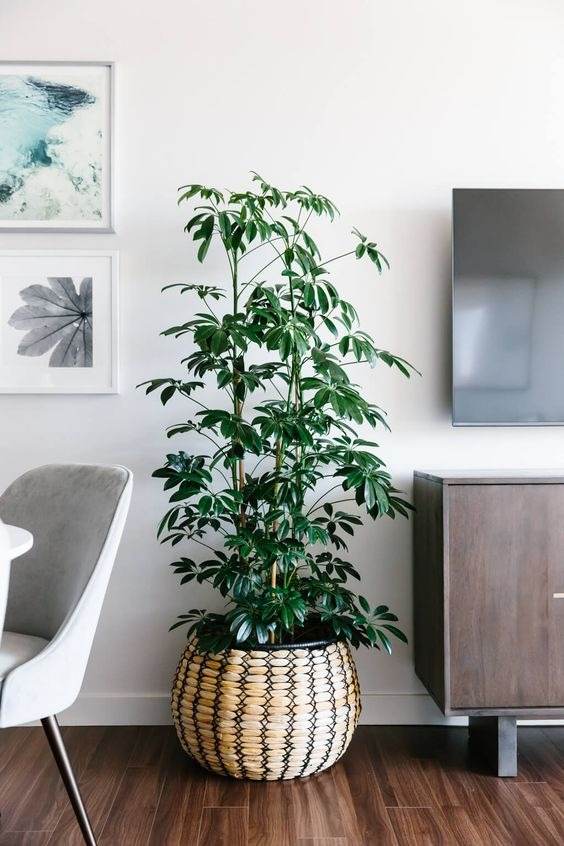 18 Houseplants You Cannot Kill Even If You Tried - 149