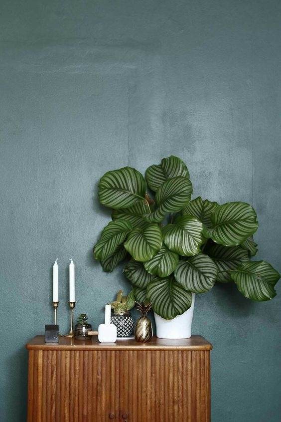 18 Houseplants You Cannot Kill Even If You Tried - 151
