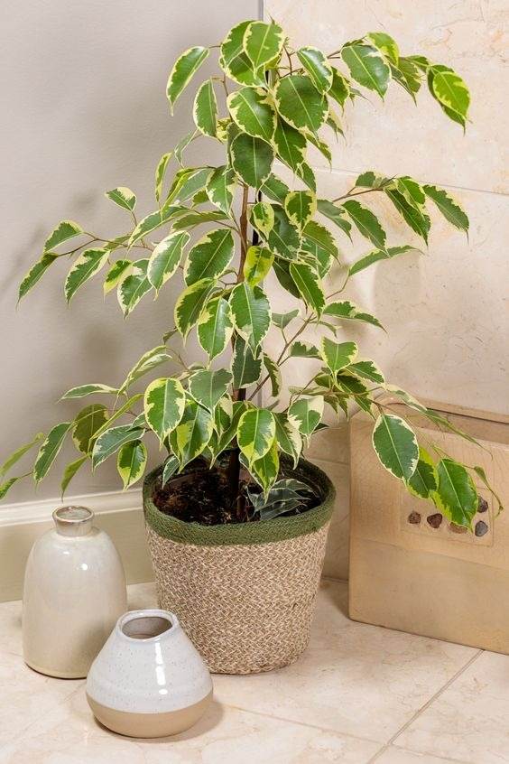 18 Houseplants You Cannot Kill Even If You Tried - 153