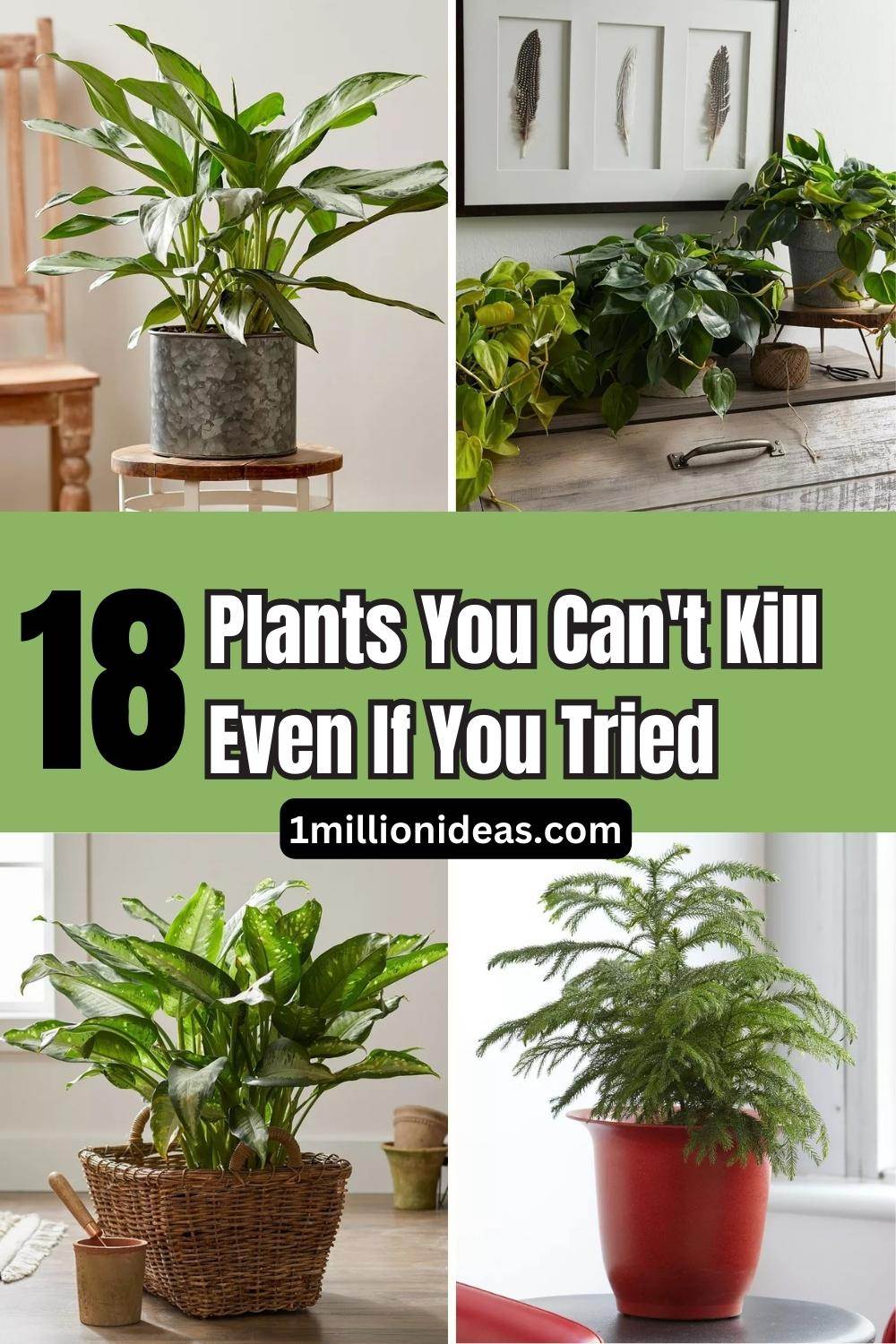 18 Houseplants You Cannot Kill Even If You Tried - 119