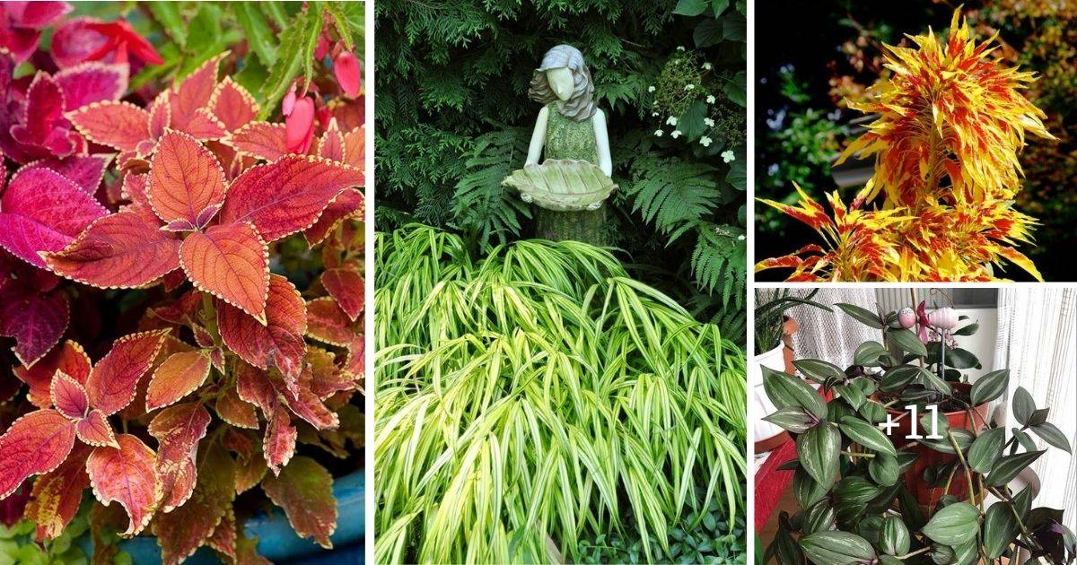 15 Vibrant Leafy Plants For Year-Round Color