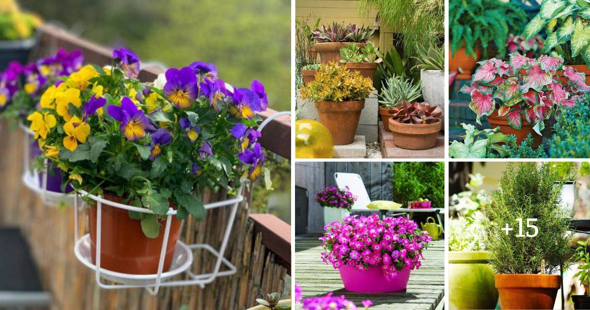 20-low-maintenance-plants-that-are-perfect-for-balcony-gardens