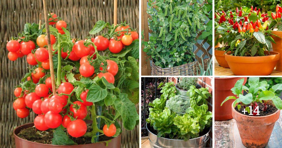 15 Effortless Vegetables For A Thriving Container Garden